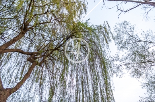 Willow tree 1