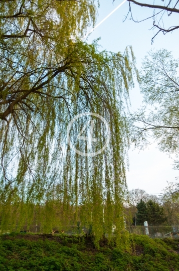 Willow tree 2