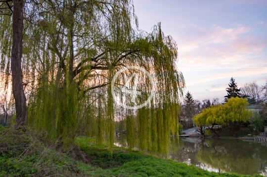 Willow tree 3