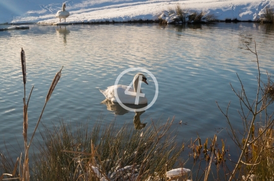 Winter swan 5