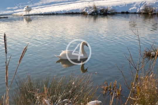 Winter swan 6