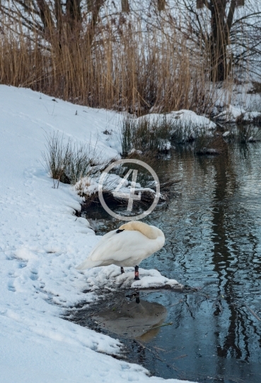 Winter swan 7