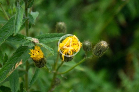 Yellow buds