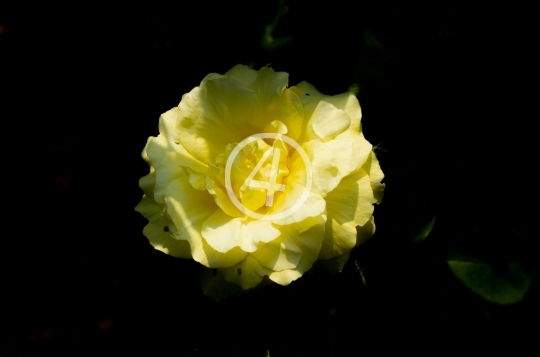 Yellow flower 1