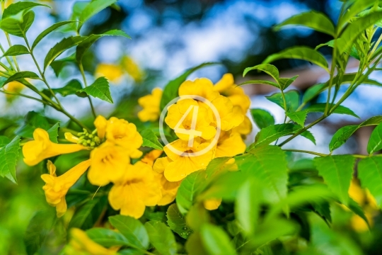 Yellow flower bloom