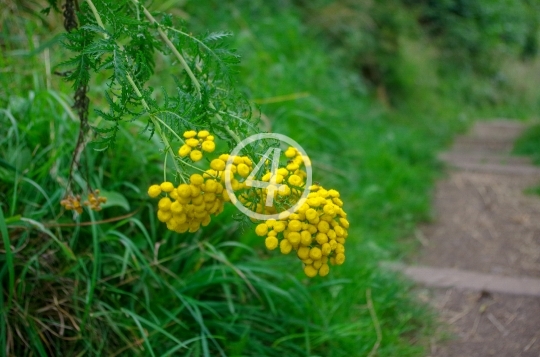 Yellow flower buds 1