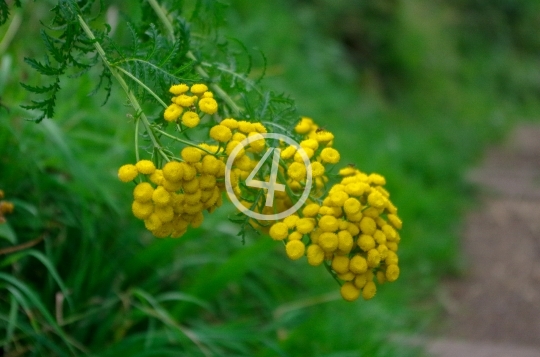 Yellow flower buds 2