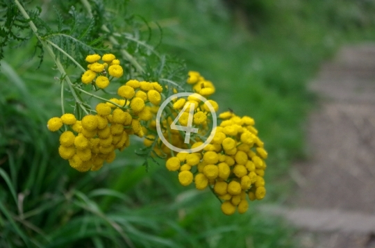 Yellow flower buds 3