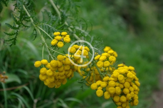 Yellow flower buds 4