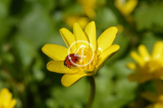 Yellow flower ladybug