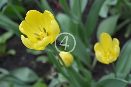 Yellow flowers