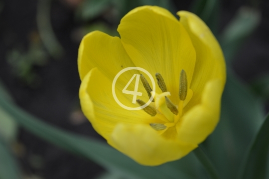 Yellow flowers