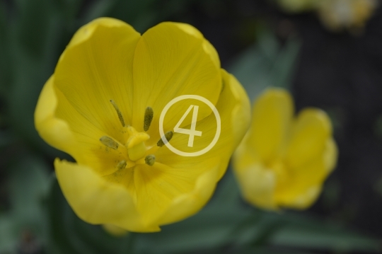 Yellow flowers