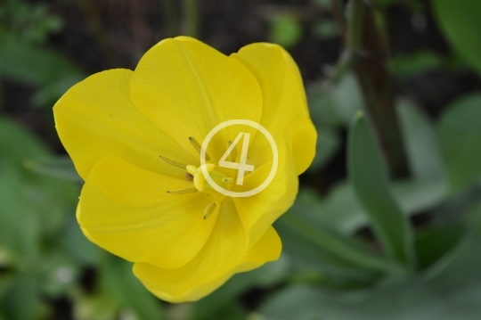 Yellow flowers