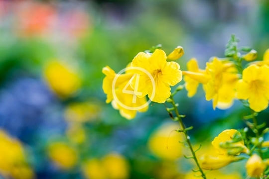 Yellow flowers