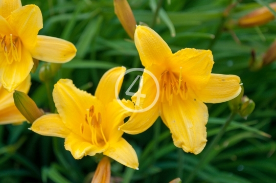 Yellow flowers