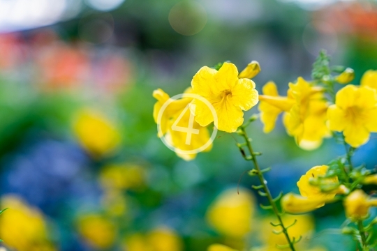 Yellow flowers 2