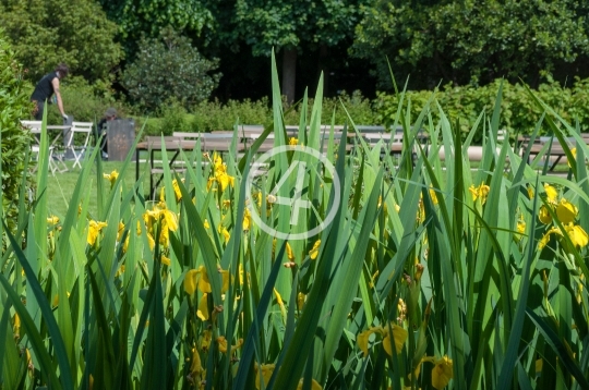 Yellow planter