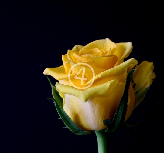 Yellow rose