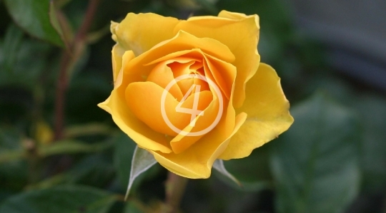 Yellow rose