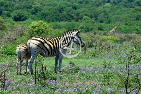 Zebra